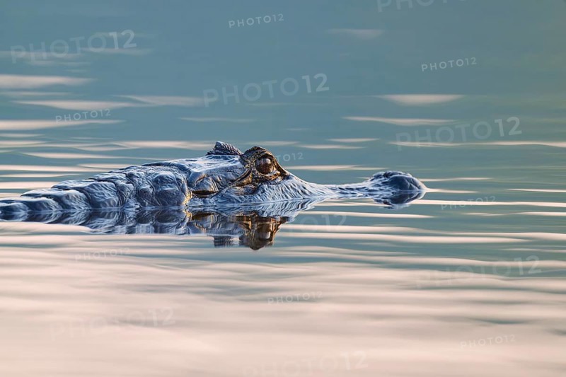 A caiman moves in calm, misty water with gentle waves, Spectacled caiman (Caiman yacare, Caiman crocodilus yacare), Pantanal, Mato Grosso, Brazil