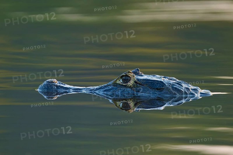 Motionless caiman head, easily visible reflection on calm water at dusk, spectacled caiman (Caiman yacare, Caiman crocodilus yacare), Pantanal, Mato Grosso, Brazil