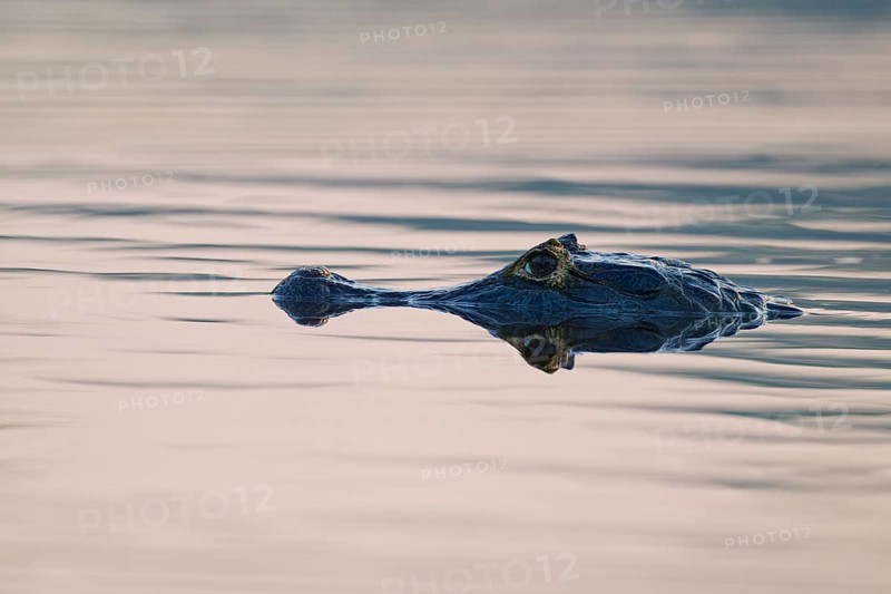 Head of a caiman in calm water surface, soft light is reflected in the water, spectacled caiman (Caiman yacare, Caiman crocodilus yacare), Pantanal, Mato Grosso, Brazil