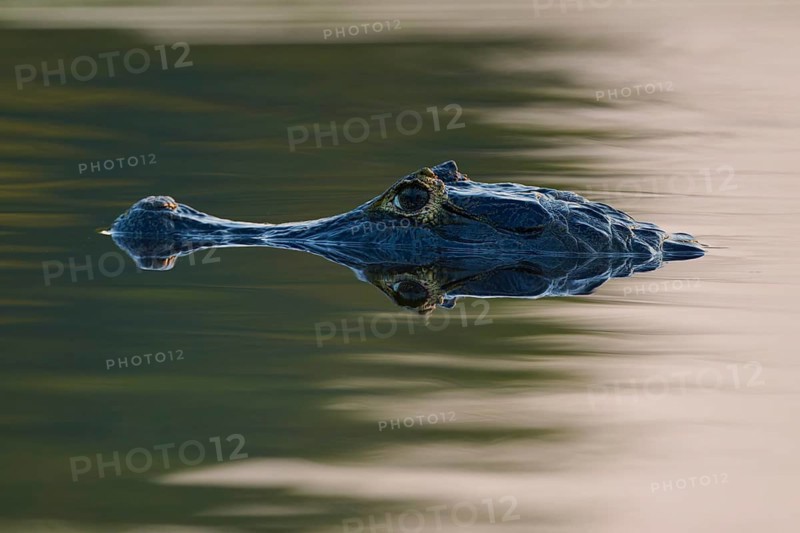 Close-up of a caiman head at dusk, reflecting on the water surface, spectacled caiman (Caiman yacare, Caiman crocodilus yacare), Pantanal, Mato Grosso, Brazil