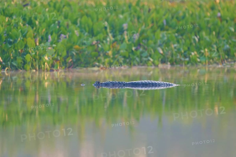 A caiman lies flat on the water, almost hidden by the surrounding vegetation, Spectacled caiman (Caiman yacare, Caiman crocodilus yacare), Pantanal, Mato Grosso, Brazil