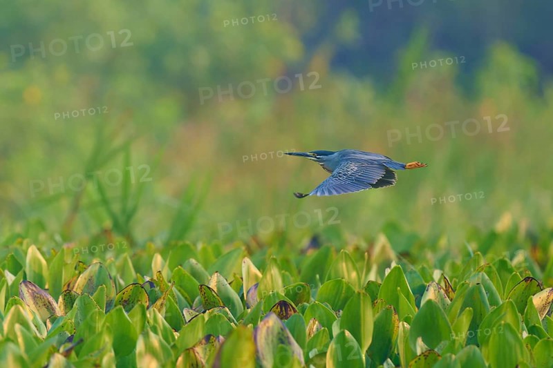 Bird in flight over a green plant landscape, peaceful and natural scene, Mongrove Heron (Butorides striatus), Pantanal, Mato Grosso, Brazil