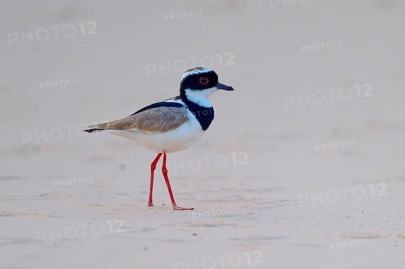 A single bird with red legs on a sandy beach, Cayenne Lapwing (Vanellus cayanus), Pantanal, Mato Grosso, Brazil