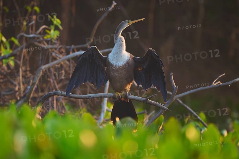 An anhinga sits with outstretched wings on a branch in the dusky forest, Darter (Anhinga anhinga), Pantanal, Mato Grosso, Brazil