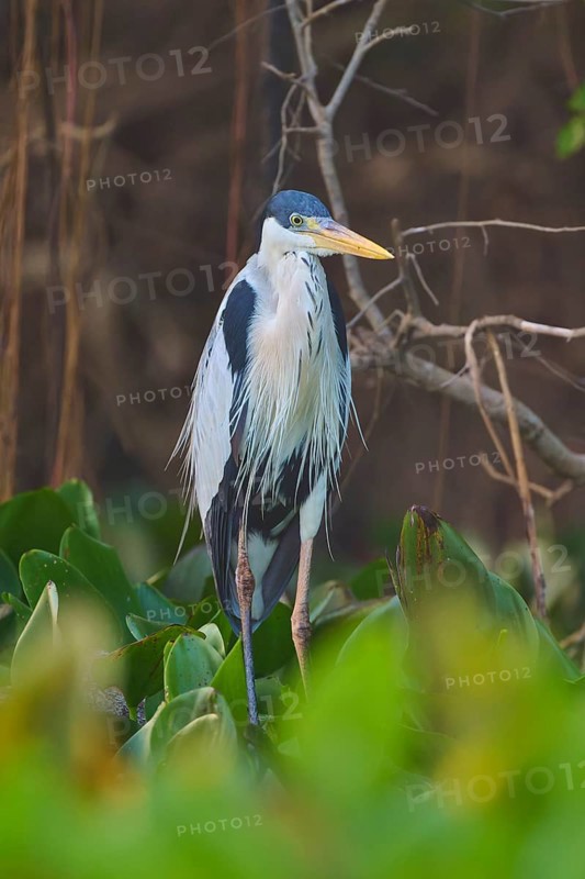 A heron resting among plants with a blurred background, Cocoi Heron (Ardea cocoi), Pantanal, Mato Grosso, Brazil