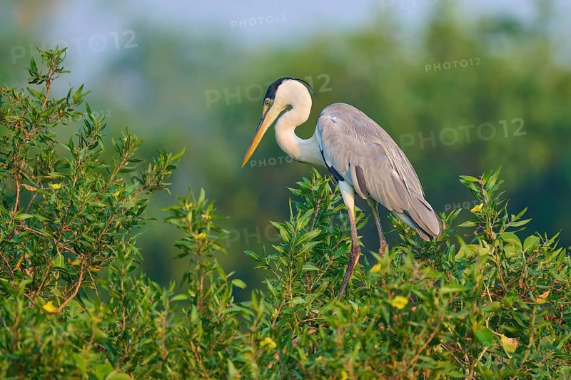 A heron stands on a green bush against a blurred background, Cocoi Heron (Ardea cocoi), Pantanal, Mato Grosso, Brazil