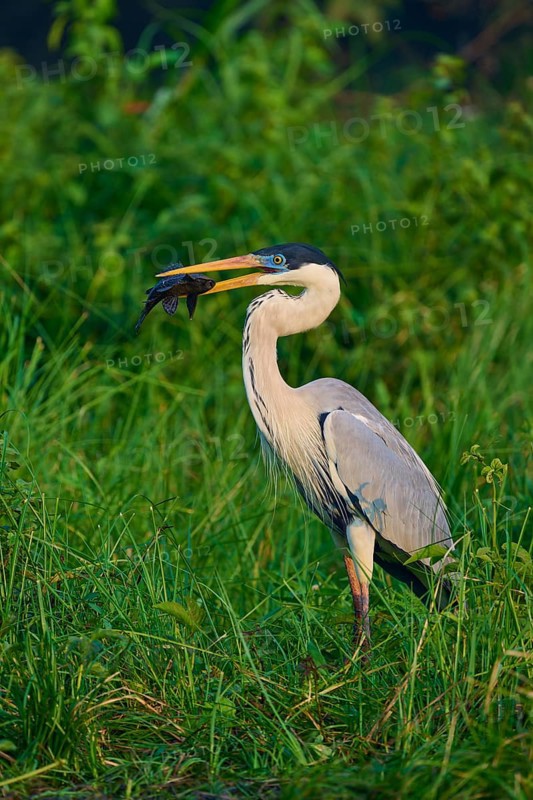 A heron stands in the dense grass with a fish in its beak, Cocoi Heron (Ardea cocoi), Pantanal, Mato Grosso, Brazil