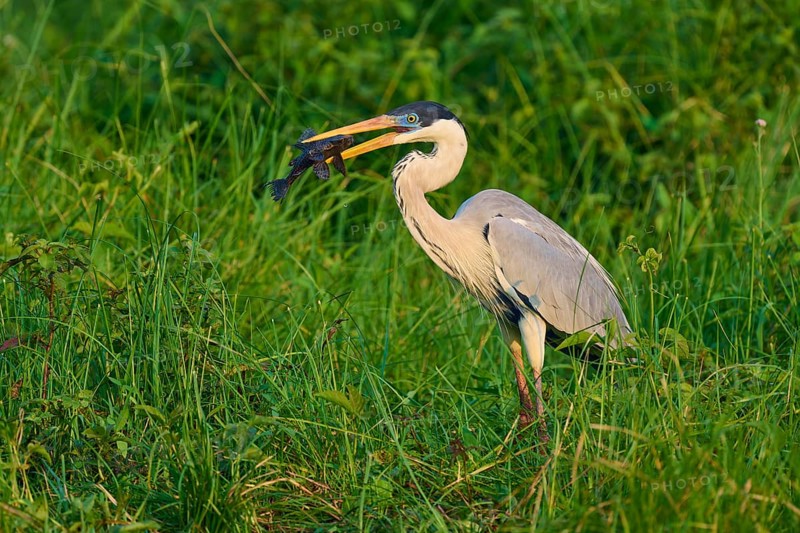 A heron has a fish in its beak in the middle of green grass, Cocoi Heron (Ardea cocoi), Pantanal, Mato Grosso, Brazil