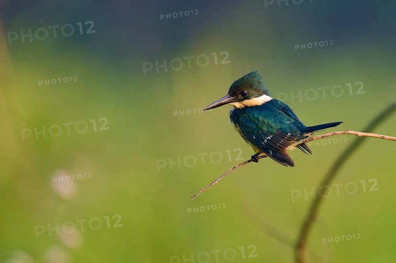 A kingfisher poses on a branch in a natural environment with a blurred background, Green Kingfisher (Chloroceryle americana), Pantanal, Mato Grosso, Brazil