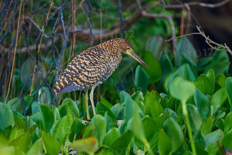 A bird with brown plumage hidden in dense green foliage surrounded by branches, Marbled Heron (Tigrisoma lineatum), Pantanal, Mato Grosso, Brazil