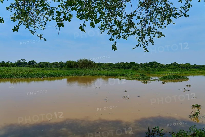 A quiet river stretches through green landscapes under a clear sky, Porto Jofre, Pantanal, Mato Grosso, Brazil