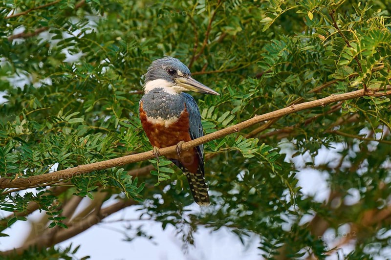 A bird with colourful plumage sits on a branch surrounded by dense foliage, Red-breasted Kingfisher (Ceryle torquata), Pantanal, Mato Grosso, Brazil