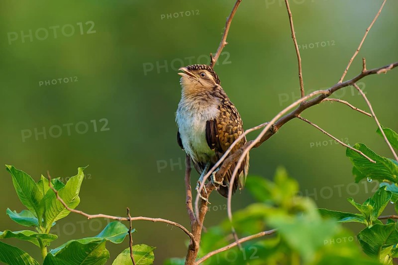 Small bird sitting on branch in front of blurred green background in natural environment, White-breasted Ant Shrike (Taraba major), juvenile, Pantanal, Mato Grosso, Brazil