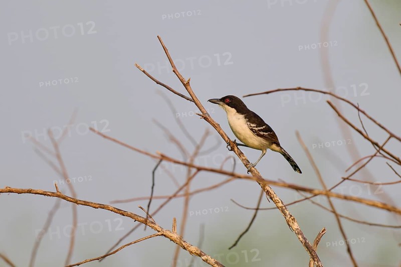 Small bird sitting on a bare branch in front of a clear blue sky, White-breasted Ant Shrike (Taraba major), Pantanal, Mato Grosso, Brazil