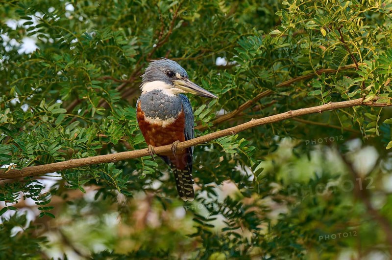 A colourful bird sits on a branch surrounded by green foliage in a tranquil atmosphere, Red-breasted Kingfisher (Ceryle torquata), Pantanal, Mato Grosso, Brazil