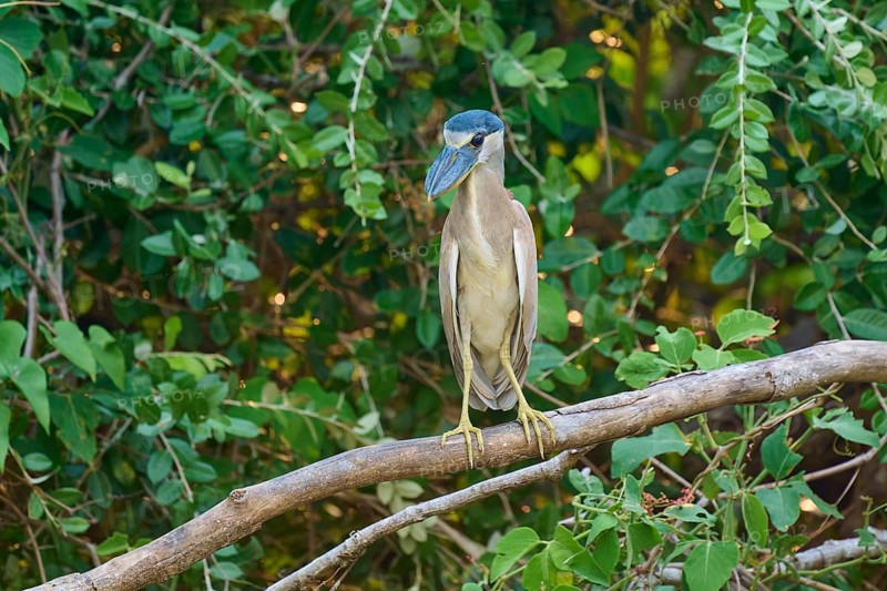 A bird standing on a branch surrounded by green foliage in a natural environment, Cochlearius cochlearius, Pantanal, Mato Grosso, Brazil