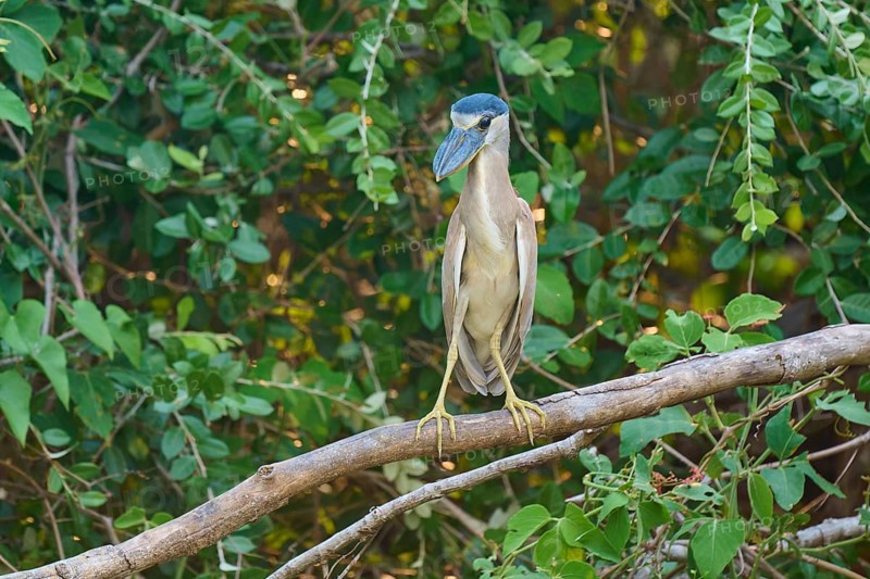 Bird captured on a branch amidst dense green leaves, Cochlearius cochlearius, Pantanal, Mato Grosso, Brazil