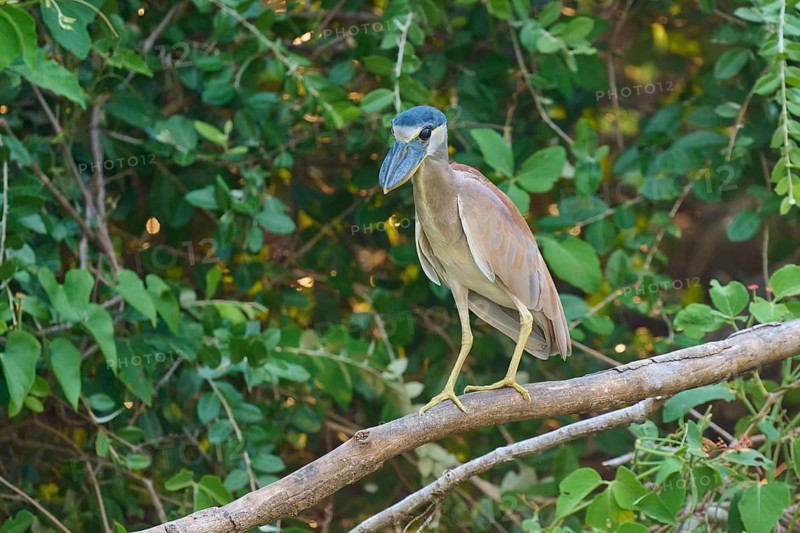 A bird sitting on a branch, surrounded by dense green foliage, Cochlearius cochlearius, Pantanal, Mato Grosso, Brazil