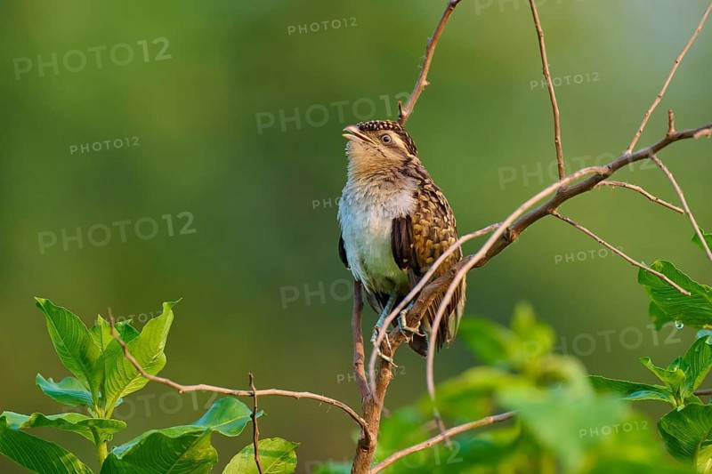 Small bird sitting on branch with green background, natural atmosphere, White-breasted Ant Shrike (Taraba major), juvenile, Pantanal, Mato Grosso, Brazil