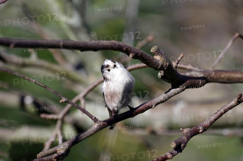 Long-tailed Tit (Aegithalos caudatus), twig, winter, close-up, cute, Germany