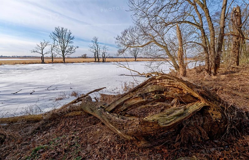 Dead wood on the icy and snow-covered foothills of the Oder in the area of the Schwedt lock in the Lower Oder Valley National Park. aerial view. Schwedt, Uckermark, Brandenburg, Germany