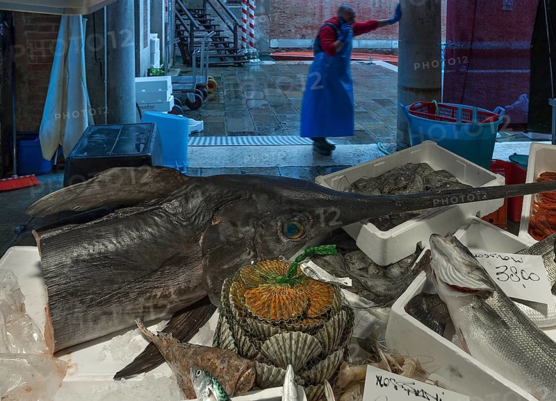 Fresh swordfish (Xiphias gladius), fish market, Rialto market in the San Polo district, Venice, Veneto, Italy