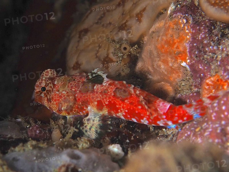 A colourful fish with red patterns, Cape three-finned blenny (Cremnochorites capensis), nestles on a reef wall surrounded by corals. Dive site Sodwana Bay National Park, Maputaland Marine Reserve, iSimangaliso Wetland Park, KwaZulu Natal, South Africa