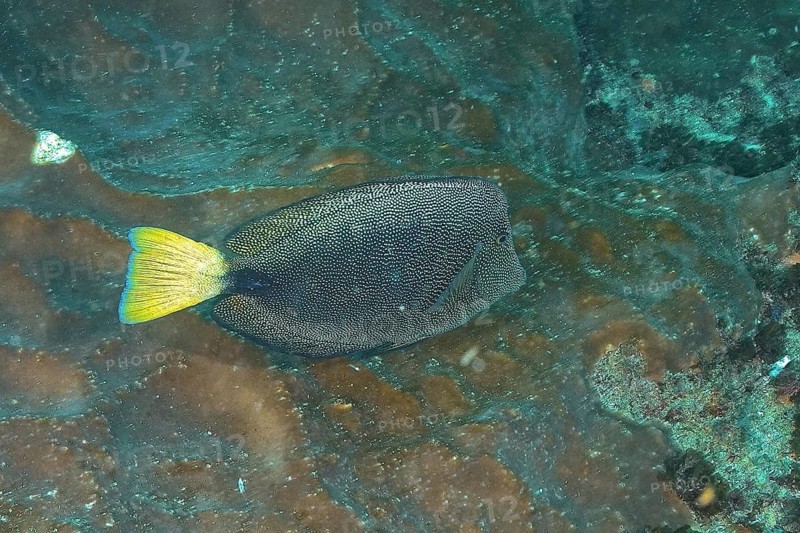 A fish with a yellow tail fin and scaly pattern, spotted rabbitfish (Siganus stellatus), swims underwater near a rock face. Dive site Aliwal Shoal, Umkomaas, KwaZulu Natal, South Africa