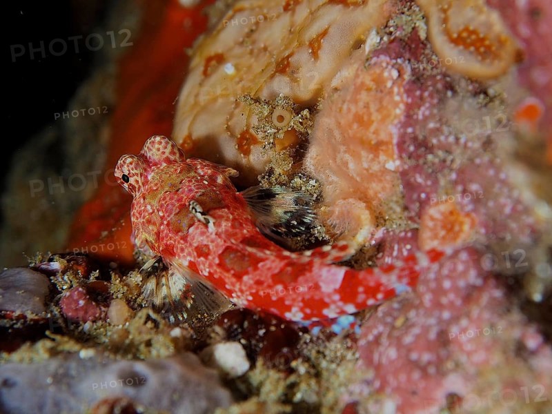 Small red-coloured fish, Cape three-finned blenny (Cremnochorites capensis), resting on a rocky surface next to corals. Dive site Sodwana Bay National Park, Maputaland Marine Reserve, iSimangaliso Wetland Park, KwaZulu Natal, South Africa