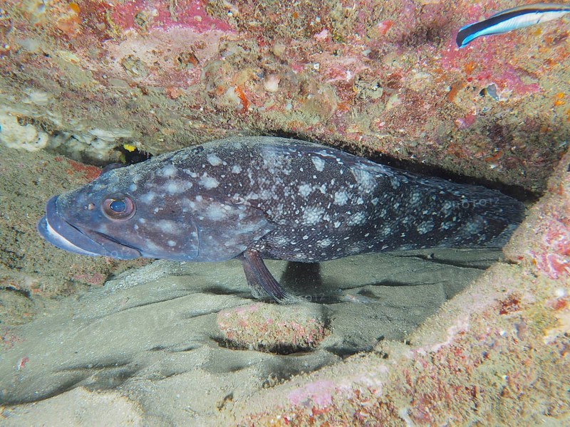 A large, dark-coloured white grouper (Epinephelus coeruleopunctatus) hides between rocks on a sandy seabed. Dive site Sodwana Bay National Park, Maputaland Marine Reserve, iSimangaliso Wetland Park, KwaZulu Natal, South Africa