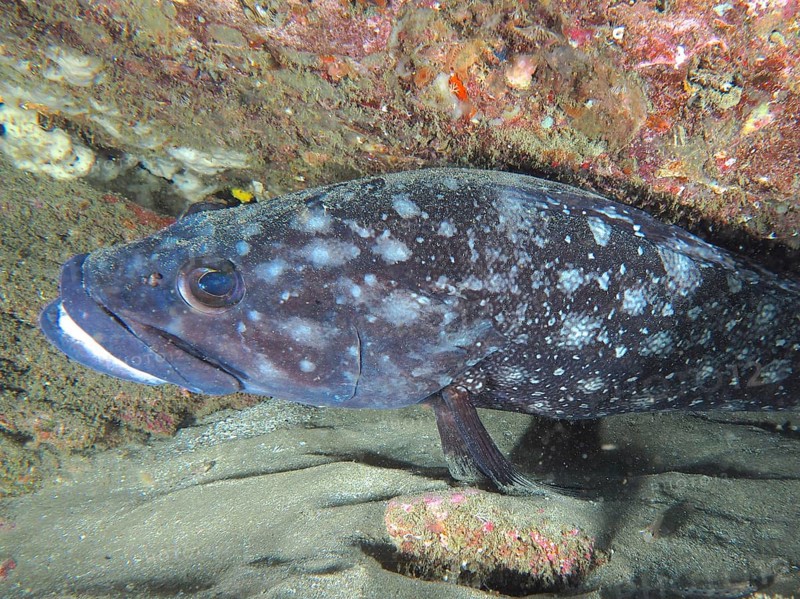 Close-up of a large white-spotted grouper (Epinephelus coeruleopunctatus) in a rocky underwater environment. Dive site Sodwana Bay National Park, Maputaland Marine Reserve, iSimangaliso Wetland Park, KwaZulu Natal, South Africa
