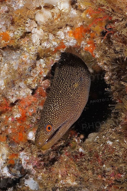 Abbott's moray eel (Gymnothorax eurostus) camouflages itself in a cave on the seabed. Dive site Aliwal Shoal, Umkomaas, KwaZulu Natal, South Africa