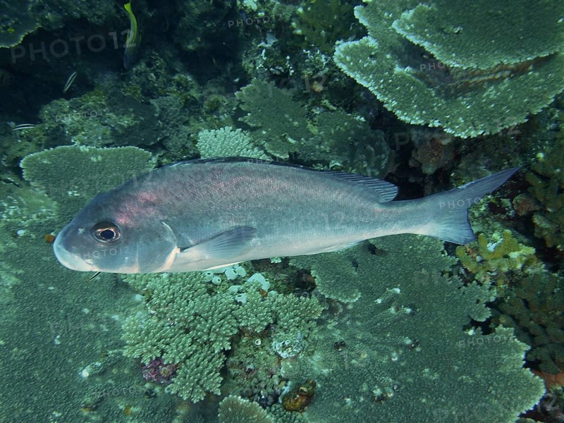 A blue-grey fish, bronze sweetlips (Plectorhinchus chubbi), swims over corals in a reef. Dive site Sodwana Bay National Park, Maputaland Marine Reserve, iSimangaliso Wetland Park, KwaZulu Natal, South Africa