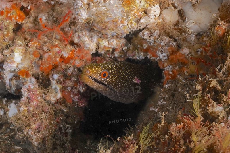 Abbott's moray eel (Gymnothorax eurostus) hides in a coral cave with orange-brown tones. Dive site Aliwal Shoal, Umkomaas, KwaZulu Natal, South Africa