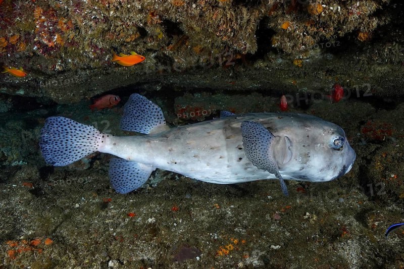 Blueish Spot-fin porcupinefish (Chilomycterus reticulatus) floats through a rocky underwater landscape. Dive site Aliwal Shoal, Umkomaas, KwaZulu Natal, South Africa