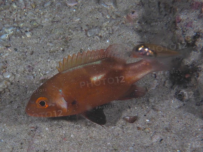 A juvenile orange-coloured fish, sea bream Red Roman (Chrysoblephus laticeps), swims over a sandy seabed near a rock face. Dive site False Bay, Cape of Good Hope, Cape Town, South Africa