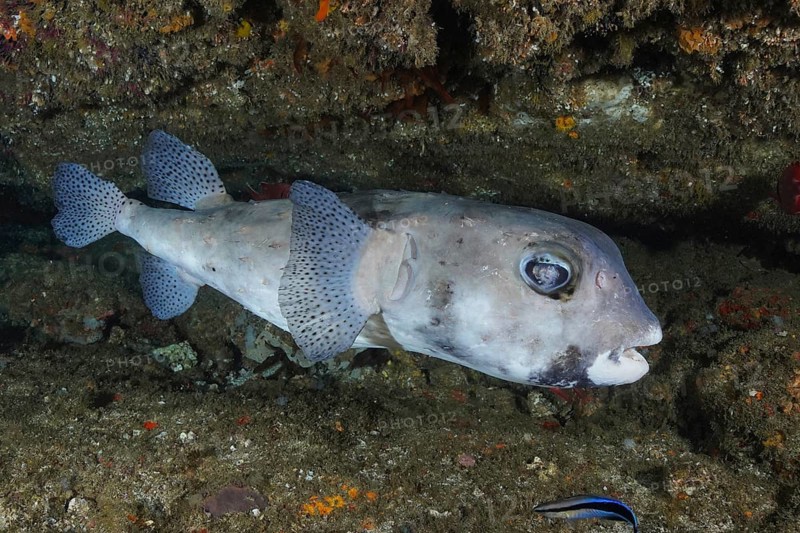 Spot-fin porcupinefish (Chilomycterus reticulatus) with a grey body and black dots swims in front of a rocky backdrop. Dive site Aliwal Shoal, Umkomaas, KwaZulu Natal, South Africa