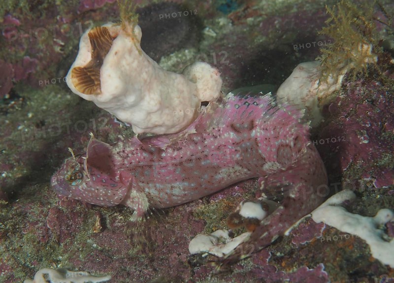 Pink-coloured super rockfish (Clinus superciliosus) on a rocky seabed in a coral environment. Dive site False Bay, Cape of Good Hope, Cape Town, South Africa