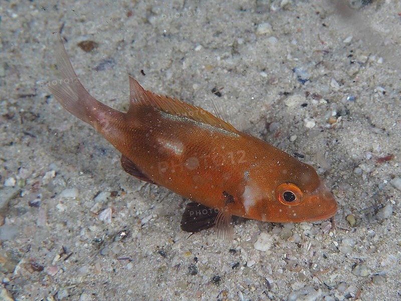 An orange-coloured fish, sea bream Red Roman (Chrysoblephus laticeps) juvenile, swimming over a sandy seabed. Dive site False Bay, Cape of Good Hope, Cape Town, South Africa