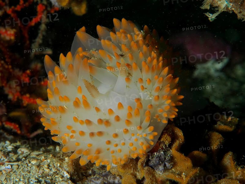 A nudibranch with orange-white tips, gas flame nudibranch (Bonisa nakaza), protrudes from coral. Dive site False Bay, Cape of Good Hope, Cape Town, South Africa