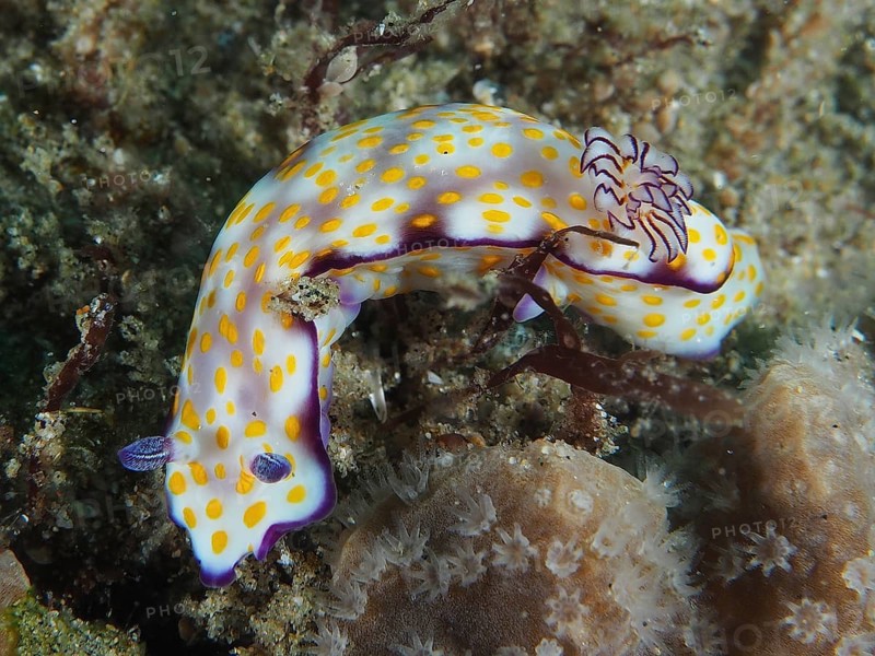 A colourful snail with white and yellow dots, Hypselodoris ghardaqana, crawls over corals. Dive site Sodwana Bay National Park, Maputaland Marine Reserve, iSimangaliso Wetland Park, KwaZulu Natal, South Africa