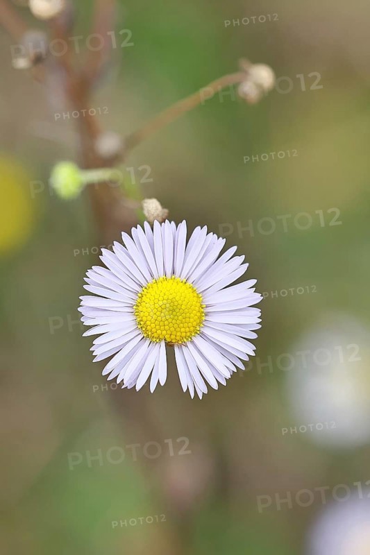Annual ragweed (Erigeron annuus), by the wayside in a field, Wilnsdorf, North Rhine-Westphalia, Germany
