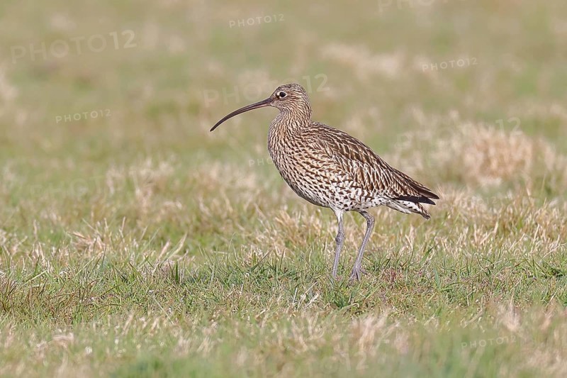 Eurasian curlew (Numenius arquata), foraging in a meadow, wildlife, animals, birds, snipe family, Lembruch, Ochsen Moor, Dümmer nature park Park, Lower Saxony, Germany