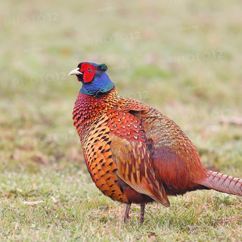 Pheasant, hunting pheasant (Phasianus colchicus), adult male bird in a meadow, animal portrait, wildlife, Lembruch, Ochsen Moor, Dümmer nature park Park, Lower Saxony, Germany