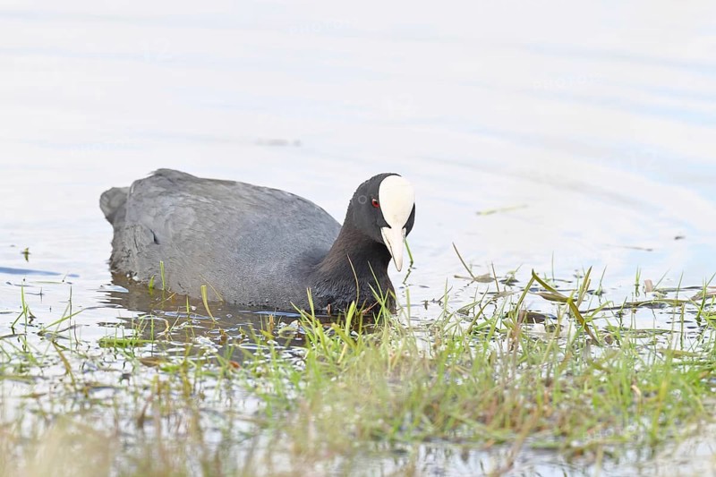 Eurasian Coot (Fulica atra), in morning mist on a flooded meadow, snipe birds, wildlife, nature photography, wet meadow, Ochsenmoor, Lake Dümmer, Lembruch, Lower Saxony, Germany