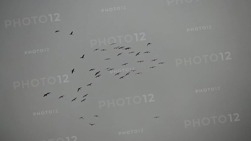 A flock of cranes (grus grus) flies high in the grey sky on a rainy day, hiking along the former inner-German border on the green belt near Mitwitz, Franconian Forest nature park Park