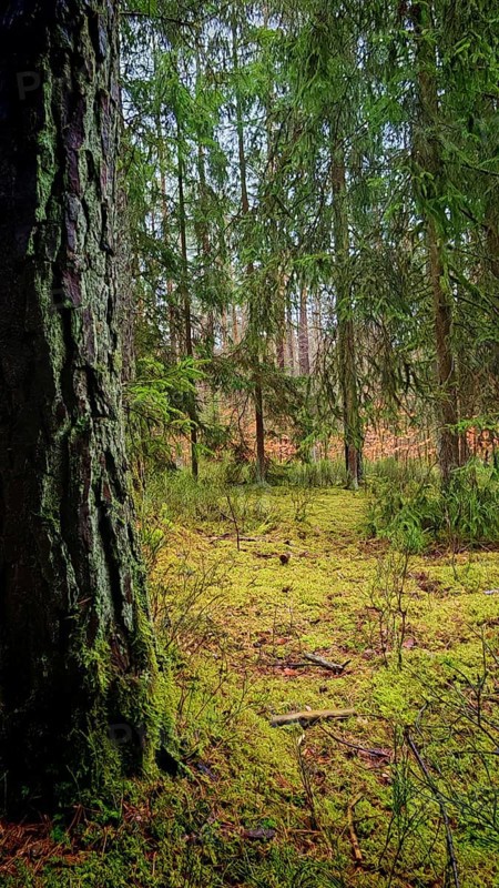 View past a tree with coarse bark in the foreground, A quiet forest with moss-covered (bryophyta) ground and tall trees, Hiking along the former inner-German border on the green belt near Mitwitz, Franconian Forest nature park Park