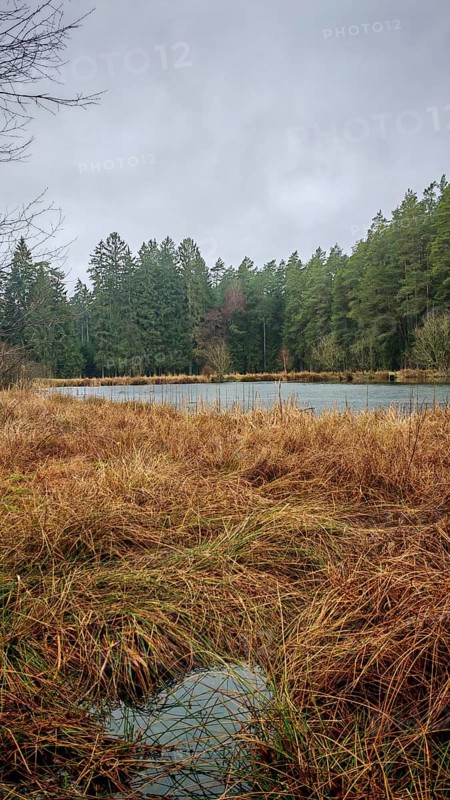 Quiet forest landscape with a small lake and wintry meadows under cloudy skies, hiking on the former inner-German border on the green belt near Mitwitz, Franconian Forest nature park Park