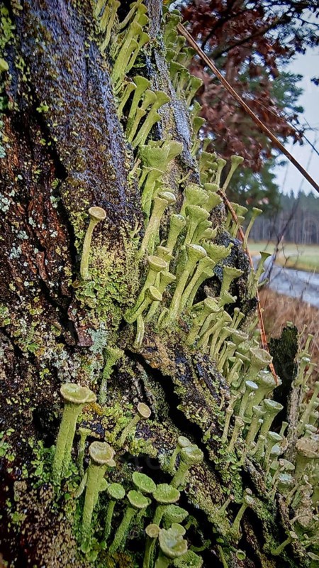 Lush moss and trumpet lichens (cladonia fimbriata) cover a tree trunk in a tranquil landscape, hiking along the former inner-German border on the green belt near Mitwitz, Franconian Forest nature park Park