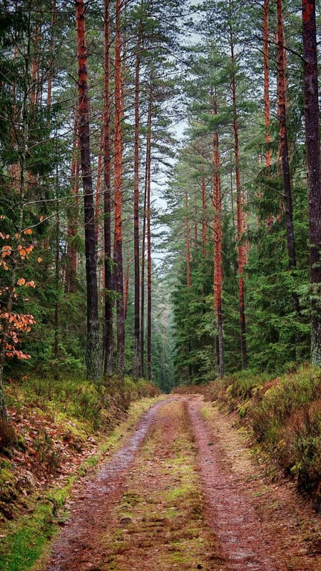 A quiet, tree-lined forest trail through the forest, hiking on the former inner-German border on the green belt near Mitwitz, Frankenwald nature park Park